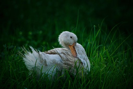 Free White Duck photo and picture
