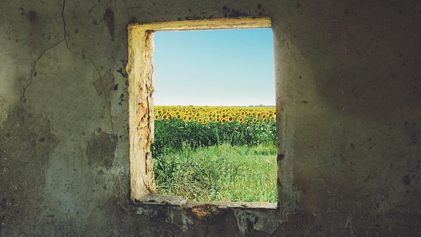 Free Sunflowers Window photo and picture