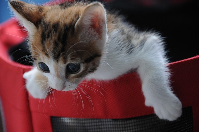 Free Small Cat Play photo and picture