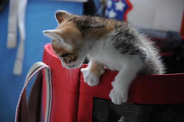Free Small Cat Play photo and picture