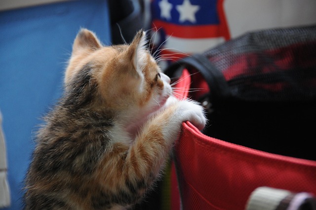 Free Small Cat Play photo and picture