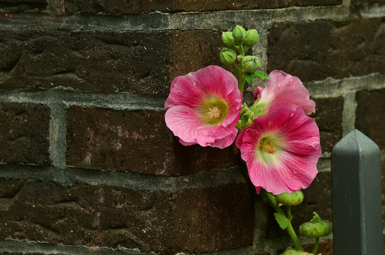Hollyhocks - free online jigsaw puzzle photo