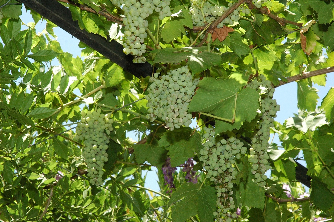 Plante Fruit Croître - Photo gratuite sur Pixabay - Pixabay