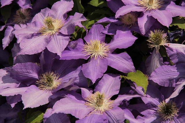Klematis, Blaue Blume, Schön, Sommer