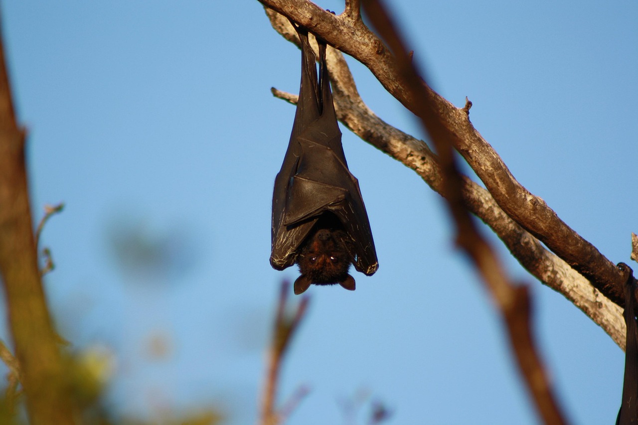 Bat Free photo on Pixabay Pixabay