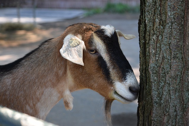 Free Goat Pittsburgh Zoo photo and picture