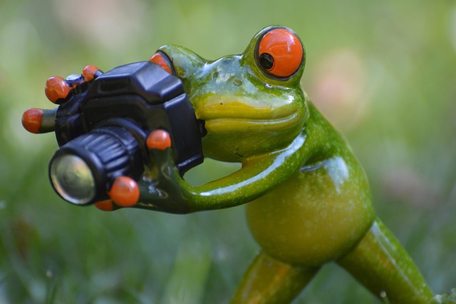 Free Photographer Frog photo and picture