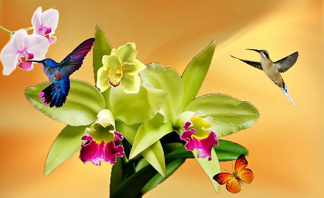 Download free HD stock image of Orchid White Orchid Free orchid white orchid yellow illustration