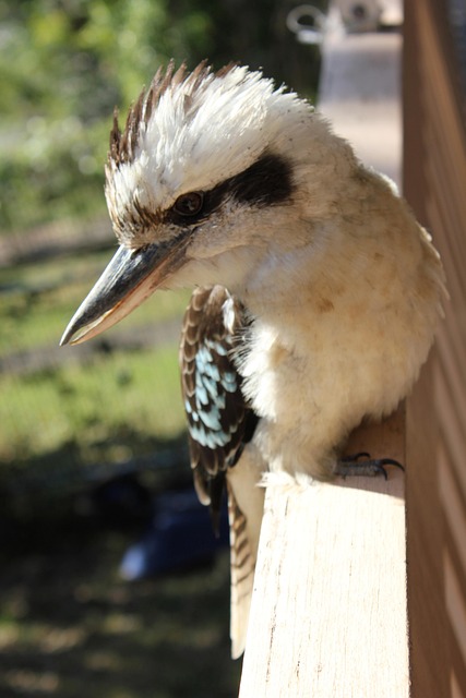Fugl, Kookaburra, Australier, Dyreliv