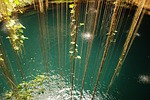 jungle, water, sea
