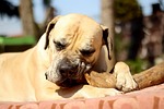 boerboel, dog, white