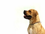 dog, white, happy