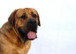 dog, white, happy