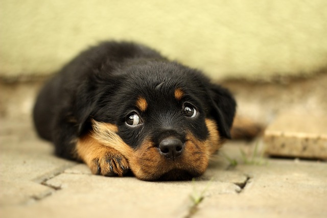 Free Photo Rottweiler Puppy Dog Background Free Image On Pixabay Free Photo Rottweiler Puppy Dog Background Free Image On Pixabay