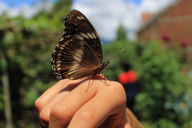 Free Butterfly On The Hand Insect photo and picture
