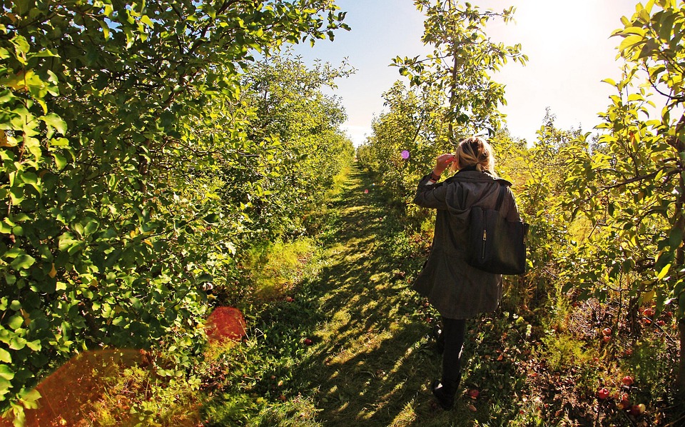 Apple, Farm, Girl, Walk, Sun, Fruit, Nature, Garden