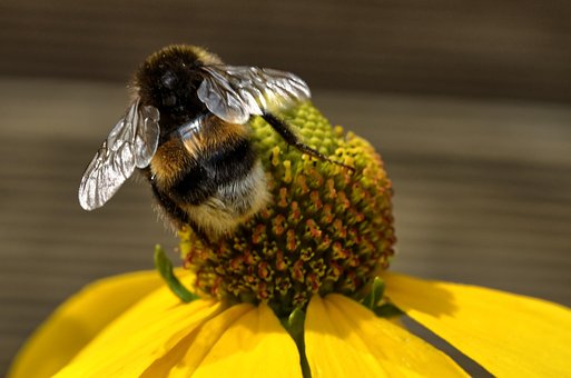 Free Bee Flower Wallpaper photo and picture