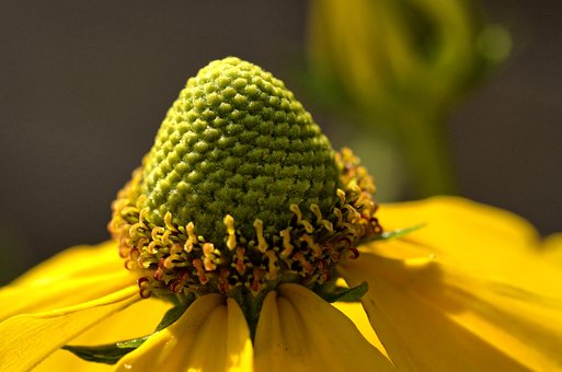 Free Blossom Bloom photo and picture