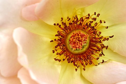 Free Rose Rose Blossom photo and picture