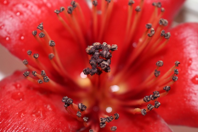 Free Stamen Red photo and picture