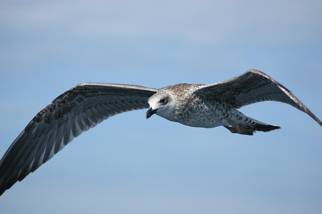 Free Seagull Nature photo and picture