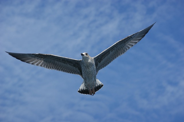 Free Seagull Water photo and picture