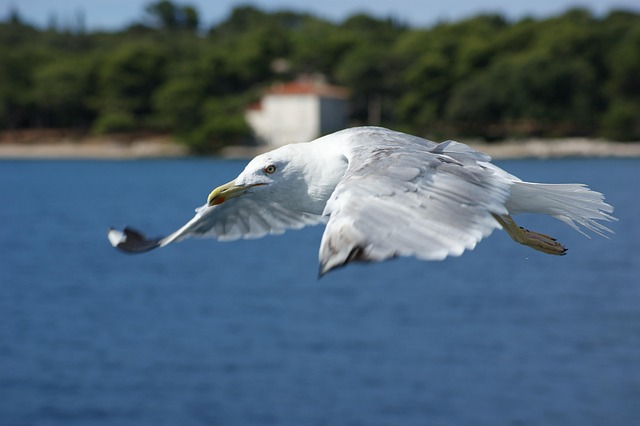 Free Seagull Water photo and picture