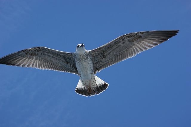 Free Seagull Water photo and picture