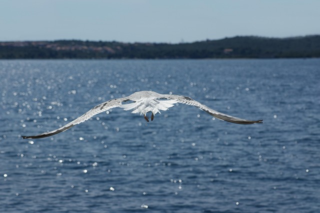 Free Seagull Water photo and picture