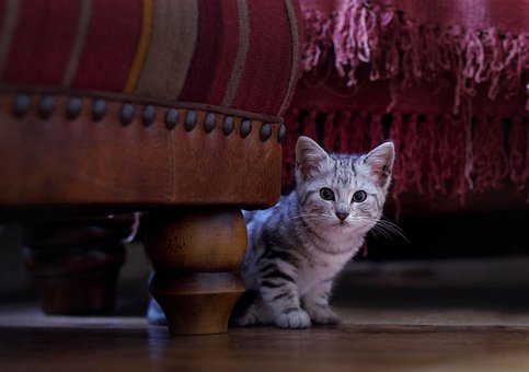 Pisoi, Pisică, Drăguţ, Animal, Kitty