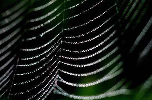 Panza De Paianjen, Rouă, Web, Natura