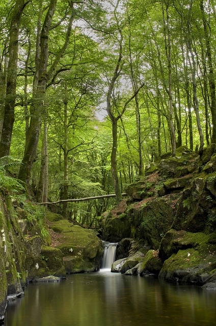 Pădure, Cascadă, Apă, Natura, Râu