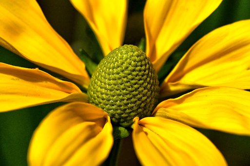 Free Blossom Bloom photo and picture