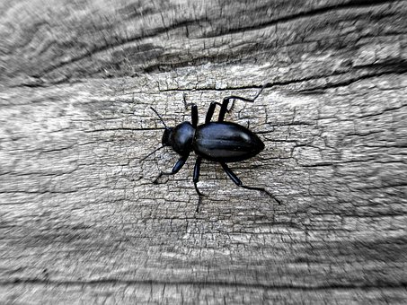 Bug, Insekt, Natur, Bille, Dyr, Makro
