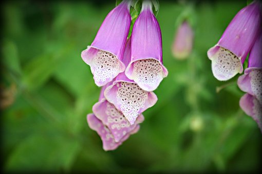 Blomst, Lilla, Natur, Blomster, Forår