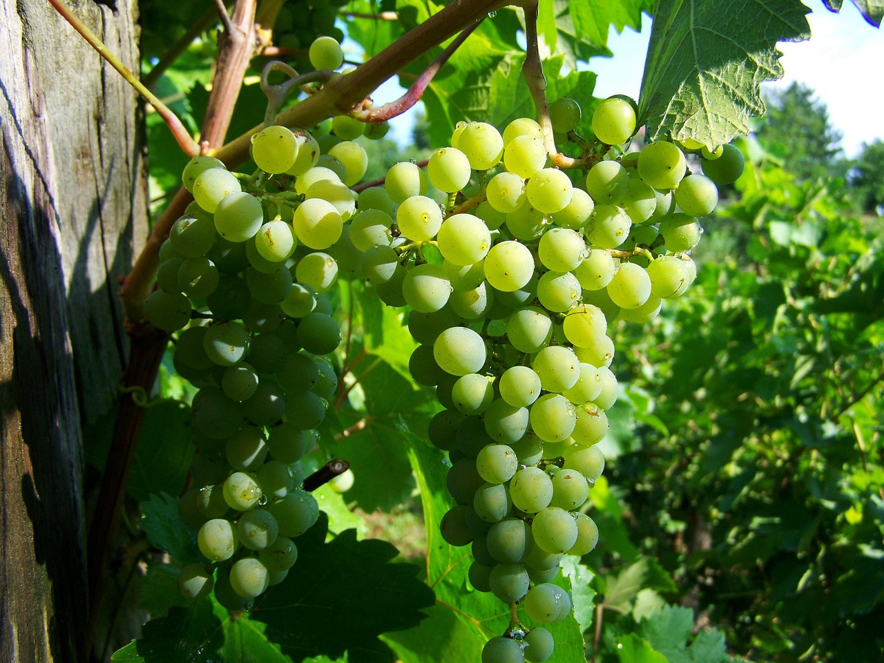 Grape Green Fruit - Free photo on Pixabay - Pixabay