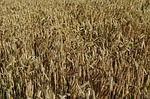 wheat, harvest, bread