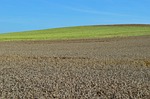 wheat, agriculture, the cultivation of