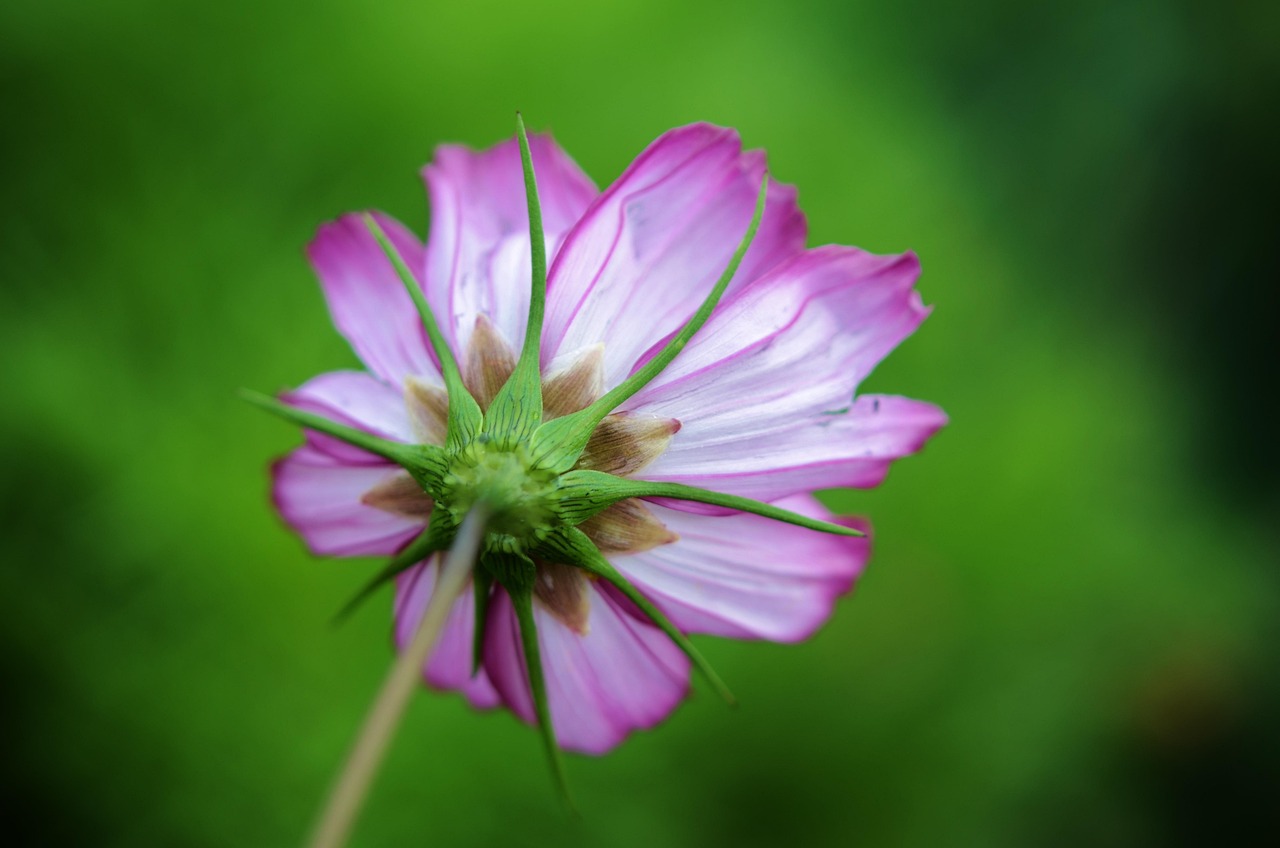 夏天有什么花朵盛开 flower-870581_1280.jpg