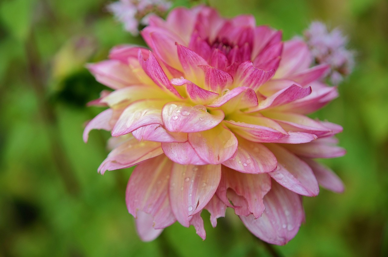 Fleur Floral Fleurir Photo gratuite sur Pixabay Pixabay