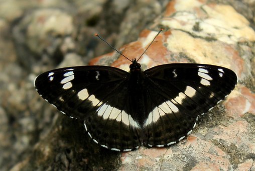 Free Butterfly Rock photo and picture