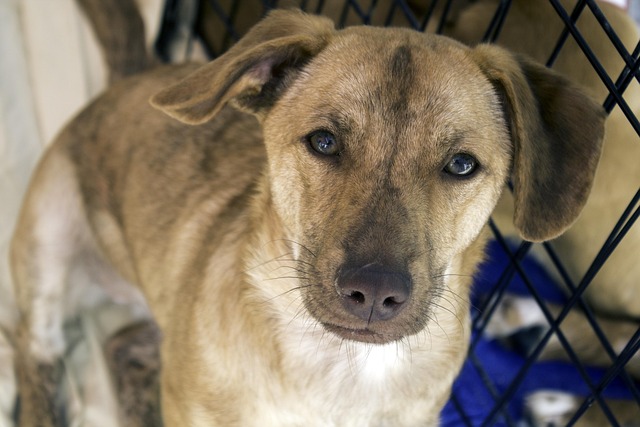 Free Dog Mutt photo and picture