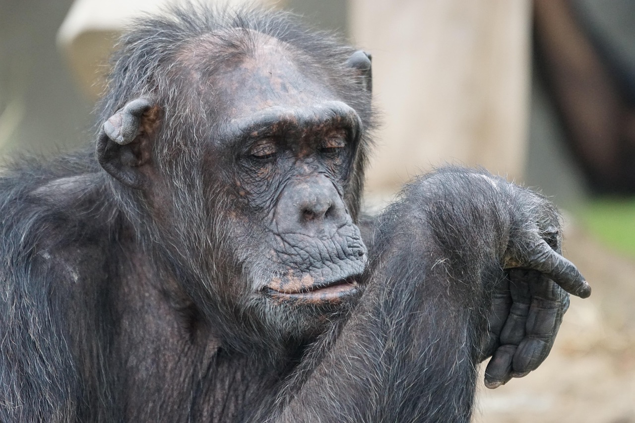 Chimpanzee - free online jigsaw puzzle photo
