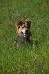 schäfer dog, dog in the grass, attention