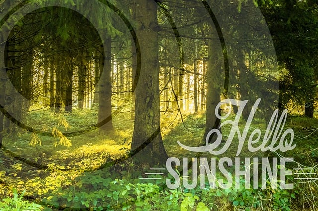 Free Forest Morning Mood illustration and picture