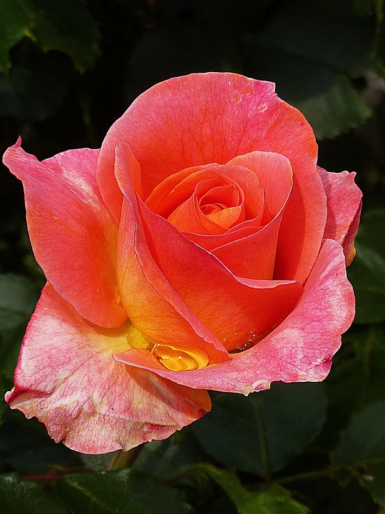 rose-872586_960_720.jpg