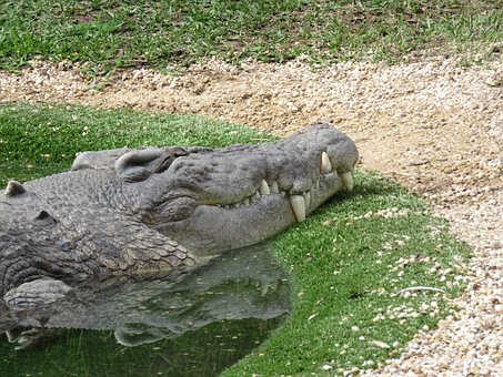 Krokodýl, Usměj Se, Zvíře, Divoký