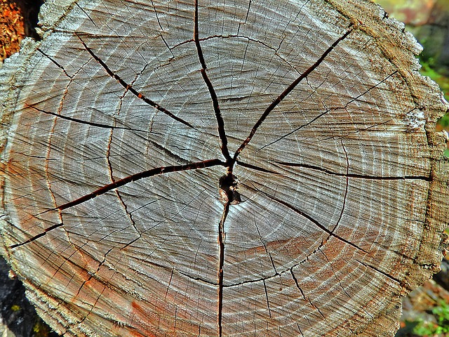 Holzstruktur, Holzmaserung, Jahresringe