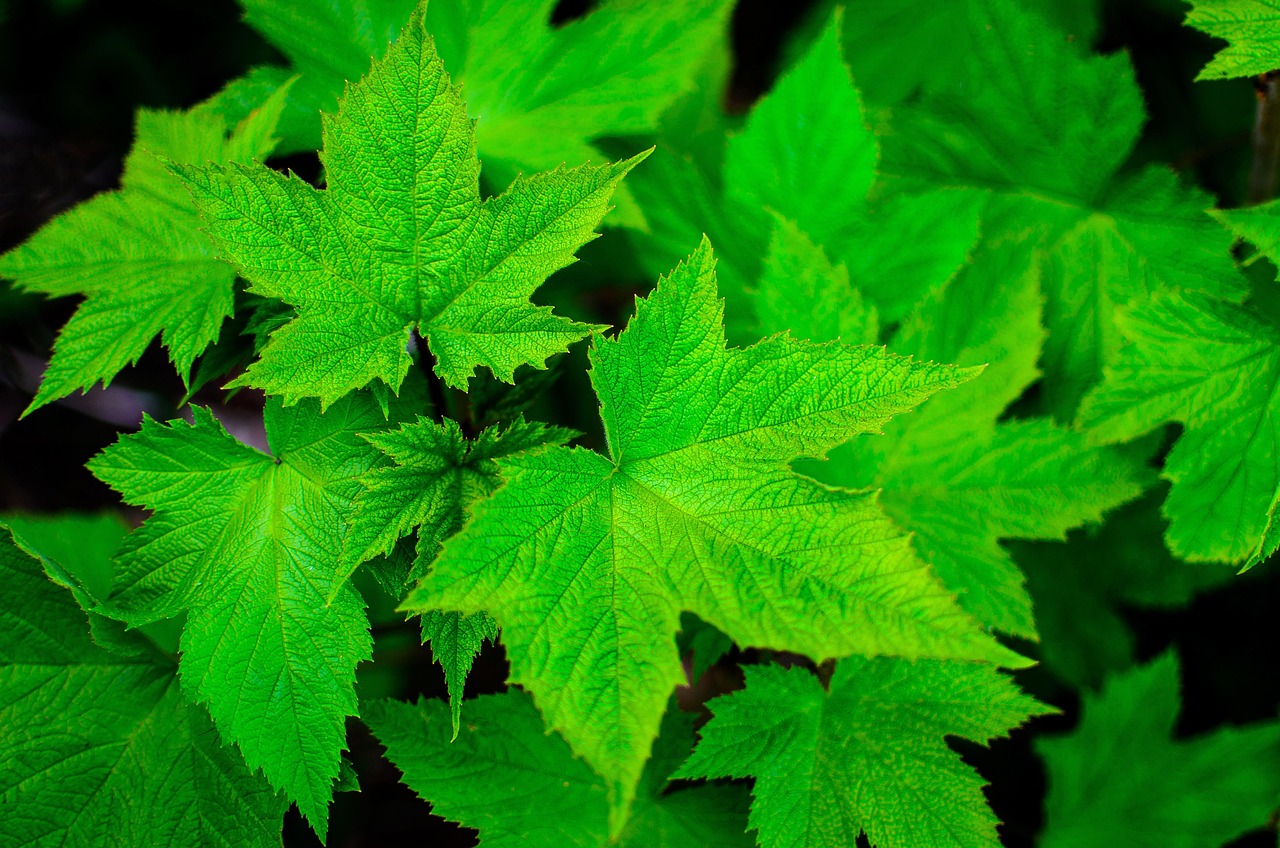 200 000 Free Green Foliage Leaves Images Pixabay