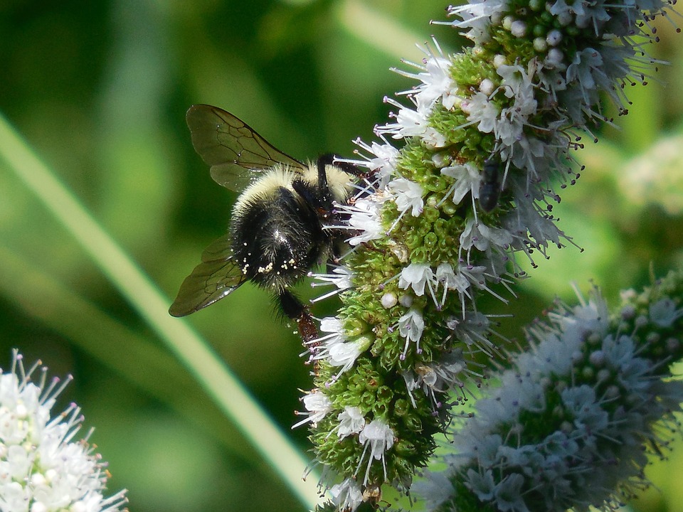 Butter Bee Insect Bumble Bee Insect - Free photo on Pixabay - Pixabay